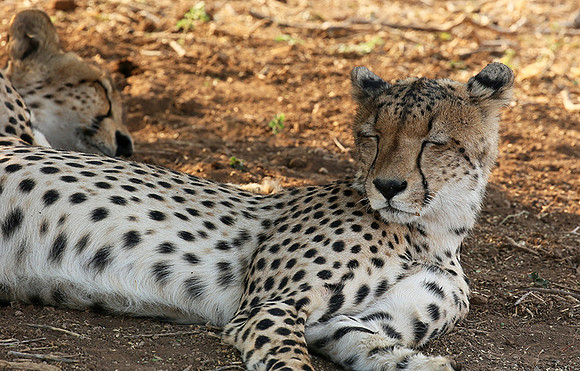Mashatu game reserve