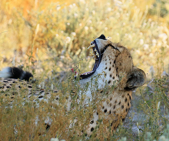 Central Kalahari