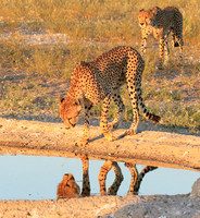 Central Kalahari