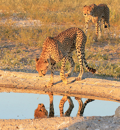 Central Kalahari