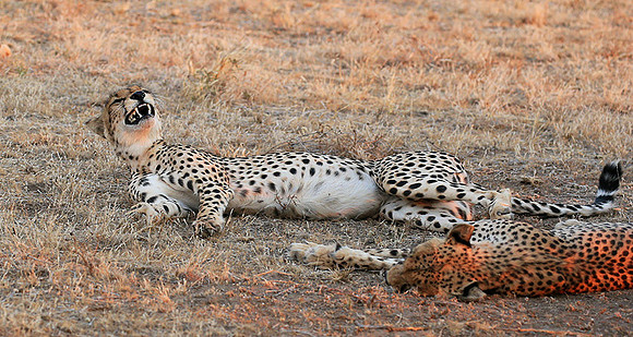 Mashatu game reserve