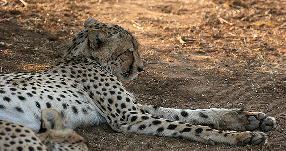 Mashatu game reserve