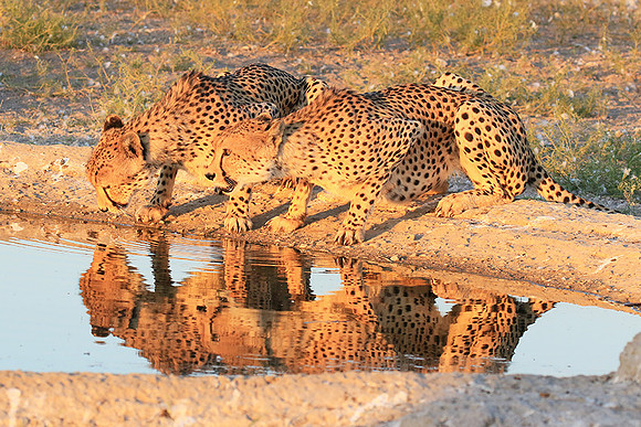 Central Kalahari