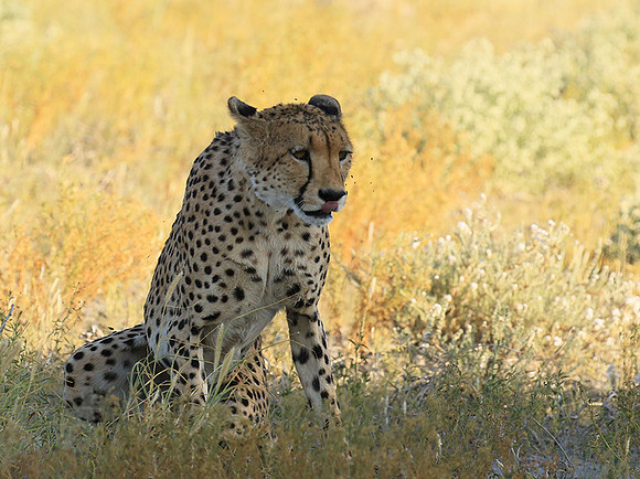 Central Kalahari