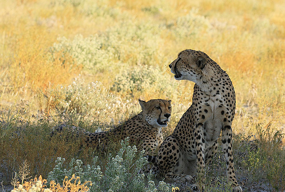 Central Kalahari