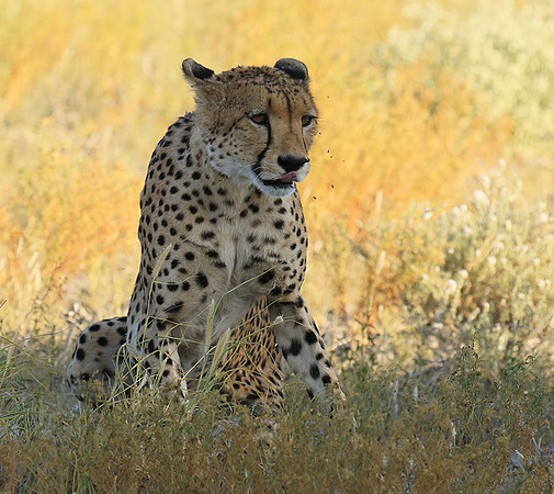 Central Kalahari