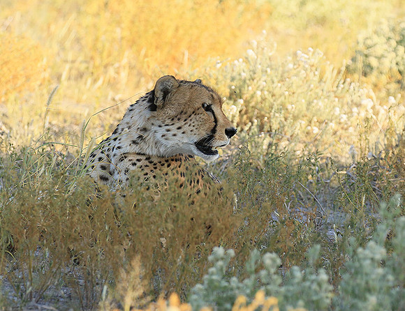 Central Kalahari