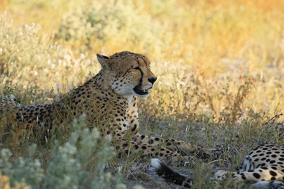 Central Kalahari