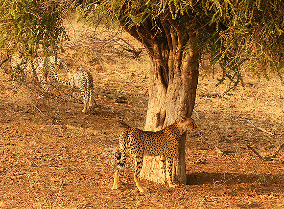 Marking the territory at Mashatu game reserve