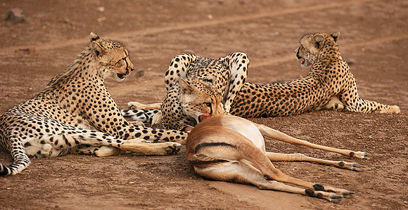 Mashatu game reserve : learning to kill