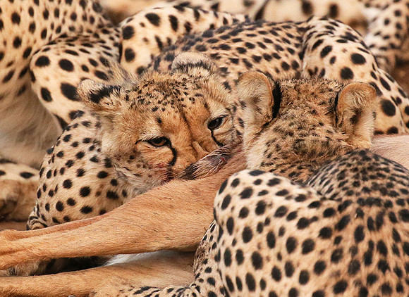 Mashatu game reserve : learning to kill