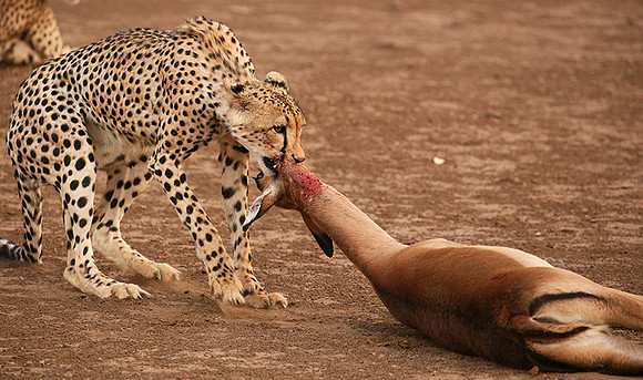Mashatu game reserve : learning to kill
