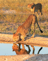 Central Kalahari
