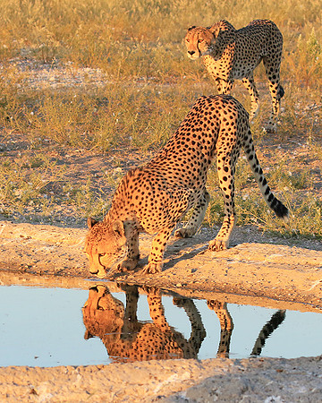 Central Kalahari