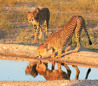 Central Kalahari
