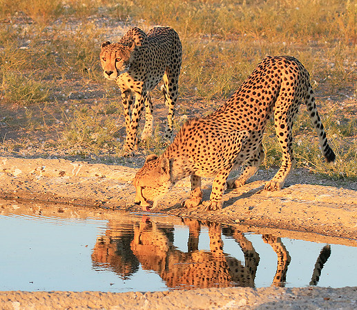 Central Kalahari
