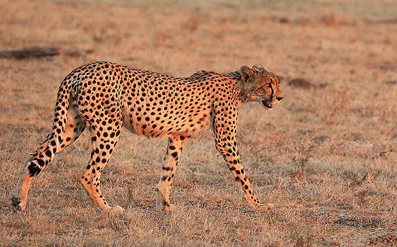 At Mashatu game reserve