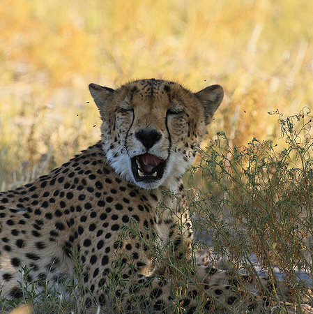 Central Kalahari