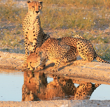 Central Kalahari