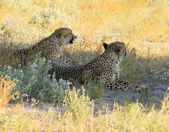 Central Kalahari