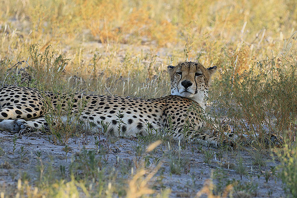 Central Kalahari