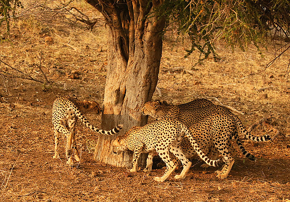 Marking the territory at Mashatu game reserve