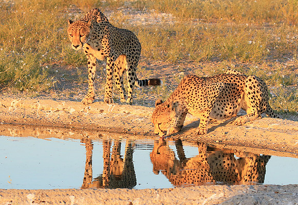 Central Kalahari