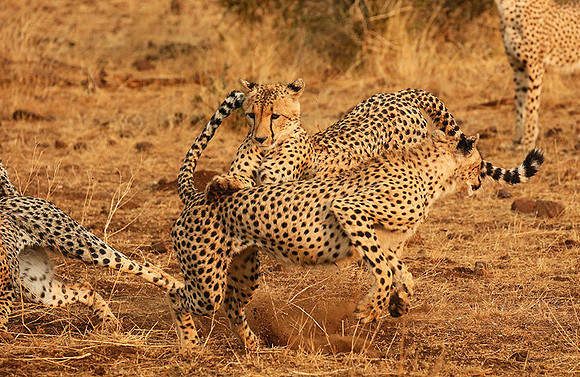Playing time at Mashatu game reserve