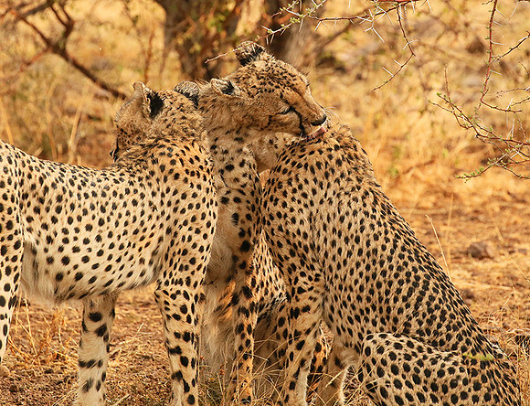 Cheetahs licking the raindrops from each other - Mashatu game reserve