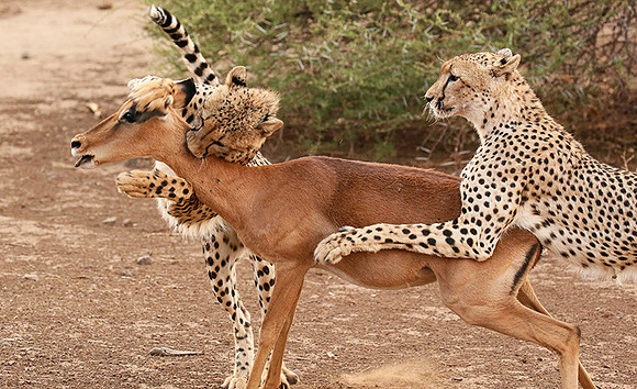 Mashatu game reserve : learning to kill