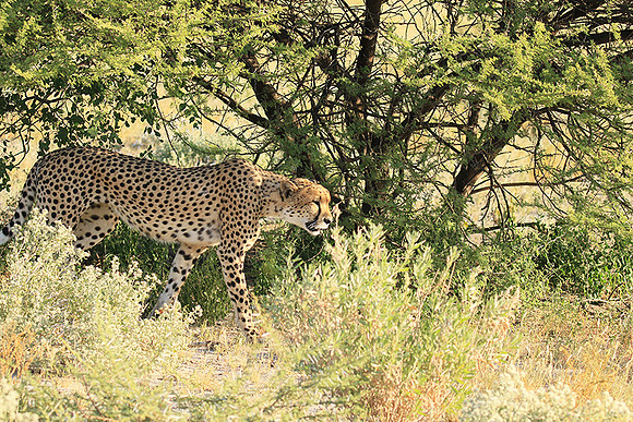 Central Kalahari