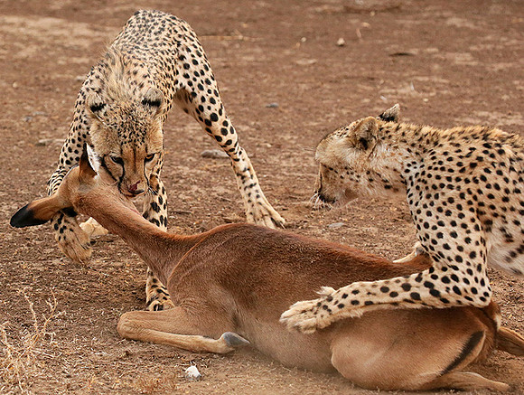 Mashatu game reserve : learning to kill