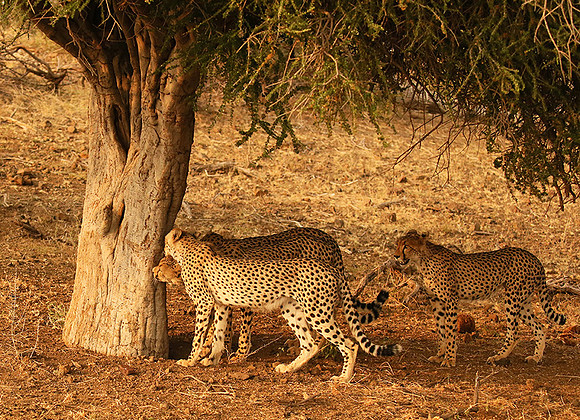 Marking the territory at Mashatu game reserve
