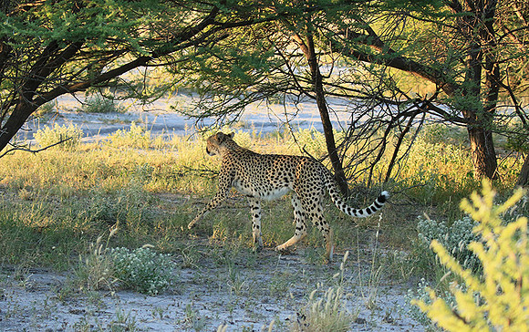Central Kalahari