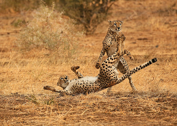 Playing time at Mashatu game reserve