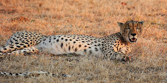 Mashatu game reserve