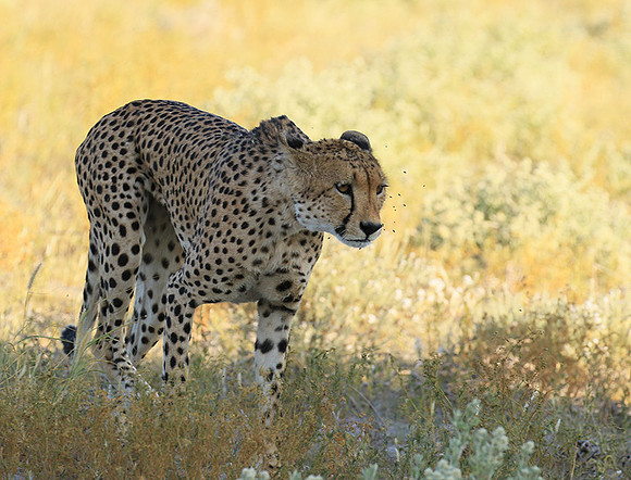 Central Kalahari