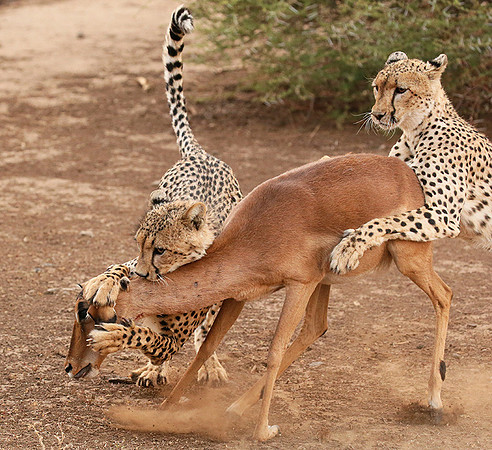Mashatu game reserve : learning to kill