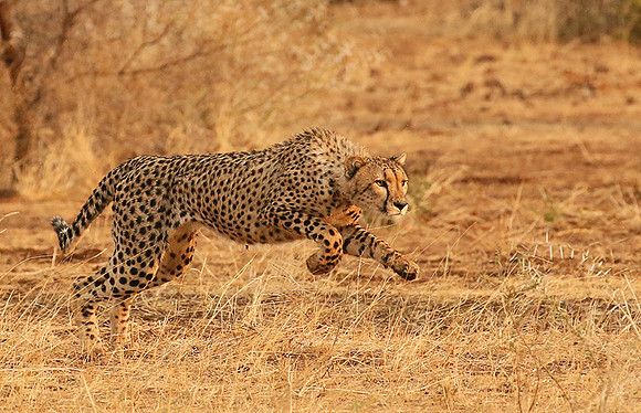 Mashatu game reserve