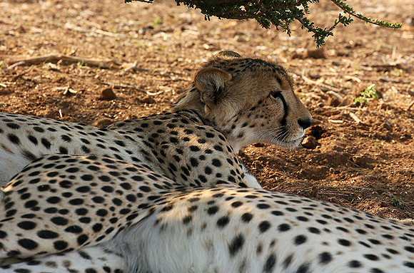 Mashatu game reserve
