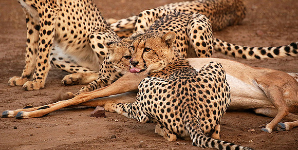 Mashatu game reserve : learning to kill