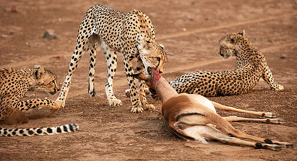 Mashatu game reserve : learning to kill