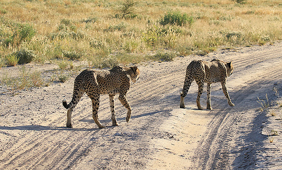 Central Kalahari
