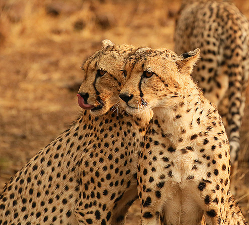 Cheetahs licking the raindrops from each other - Mashatu game reserve
