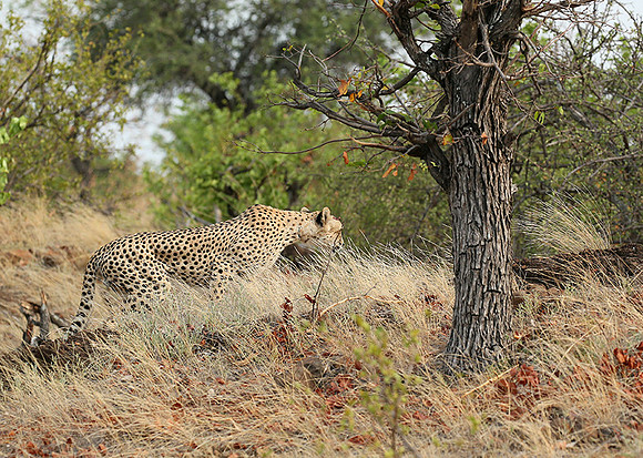 Mashatu game reserve