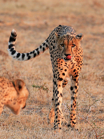 At Mashatu game reserve