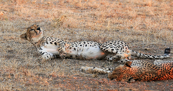 Mashatu game reserve