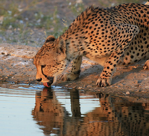 Central Kalahari