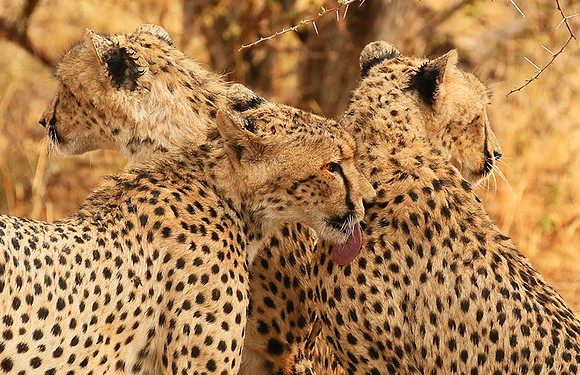 Cheetahs licking the raindrops from each other - Mashatu game reserve
