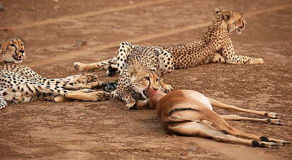 Mashatu game reserve : learning to kill